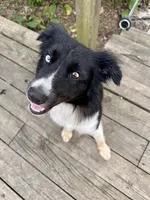 Buck , a male Australian Shepherd for sale in Des Moines, IA – 2 of 10