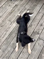 Buck , a male Australian Shepherd for sale in Des Moines, IA – 8 of 10