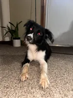 Buck , a male Australian Shepherd for sale in Des Moines, IA – 9 of 10