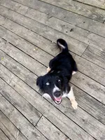 Buck , a male Australian Shepherd for sale in Des Moines, IA – 5 of 10