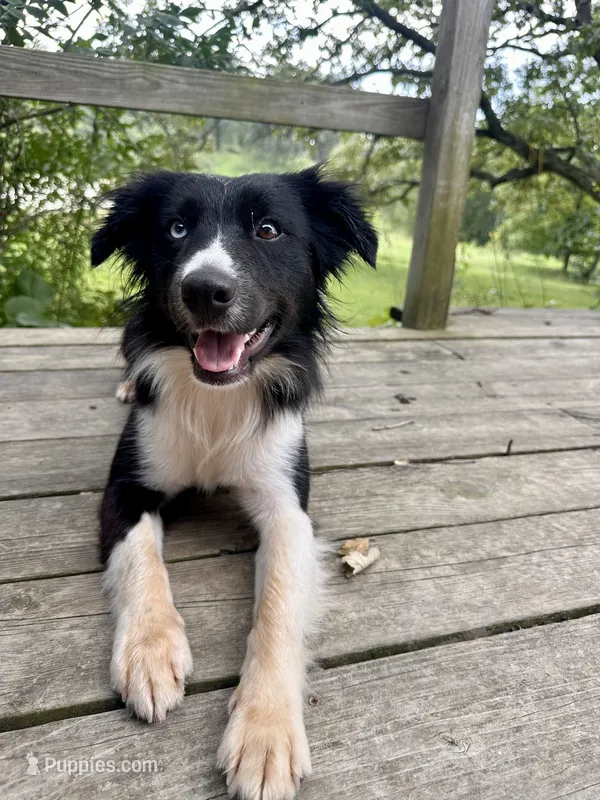 Buck  – Australian Shepherd puppy for sale in Des Moines, IA
