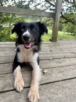 Buck , a male Australian Shepherd for sale in Des Moines, IA – 1 of 10