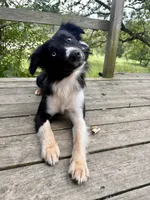 Buck , a male Australian Shepherd for sale in Des Moines, IA – 4 of 10