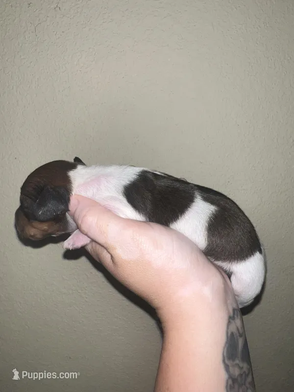 Max – Miniature Dachshund puppy for sale in La Junta, CO