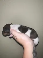 Max, a male Miniature Dachshund for sale in La Junta, CO – Photo 1 of 3