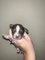 Max, a male Miniature Dachshund for sale in La Junta, CO – Photo 2 of 3