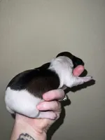 Max, a male Miniature Dachshund for sale in La Junta, CO – Photo 3 of 3