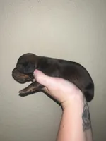 Martin, a male Miniature Dachshund for sale in La Junta, CO – Photo 2 of 3