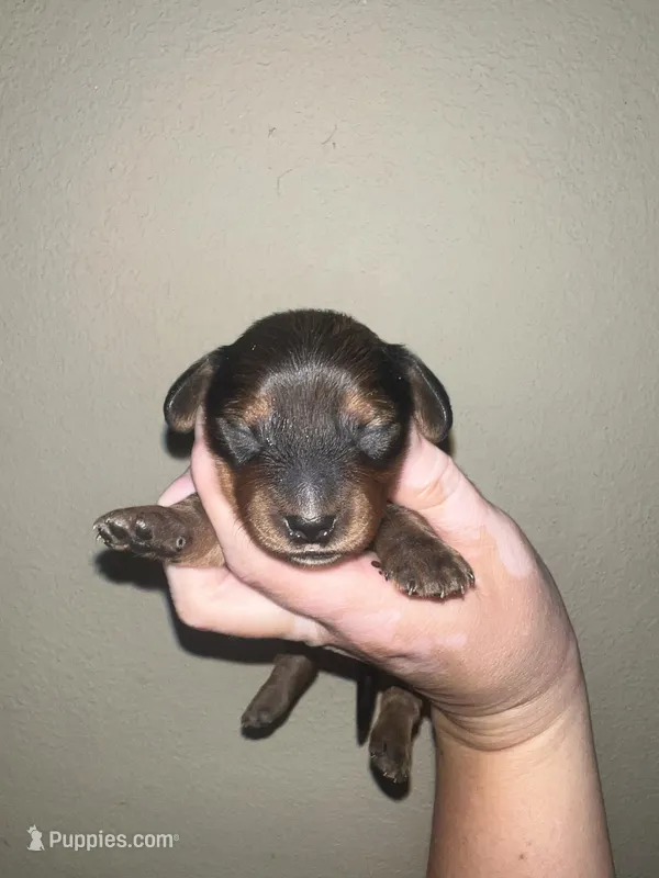 Martin – Miniature Dachshund puppy for sale in La Junta, CO