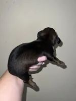 Martin, a male Miniature Dachshund for sale in La Junta, CO – Photo 3 of 3