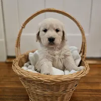 Orange Collar Goldador, a female Goldador for sale in Fredonia, NY – Photo 2 of 9
