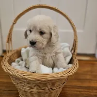 Orange Collar Goldador, a female Goldador for sale in Fredonia, NY – Photo 3 of 9