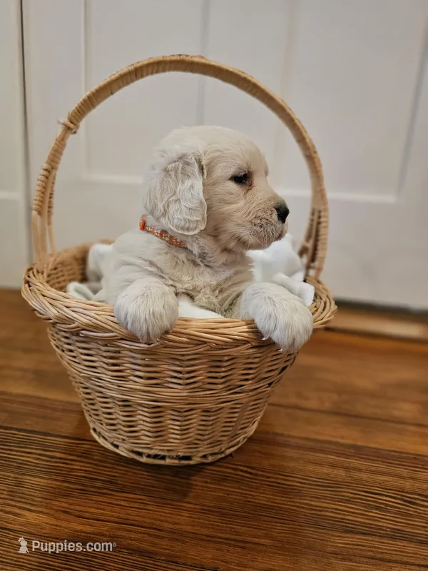 Orange Collar Goldador