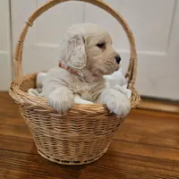 Orange Collar Goldador, a female Goldador for sale in Fredonia, NY – Photo 1 of 9