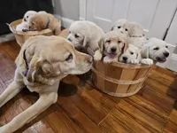 Blue Collar Goldador, a male Goldador for sale in Fredonia, NY – Photo 8 of 9