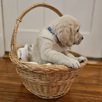 Blue Collar Goldador, a male Golden Retriever and Goldador for sale in Fredonia, NY – Photo 3 of 9