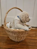 Blue Collar Goldador, a male Goldador for sale in Fredonia, NY – Photo 3 of 9