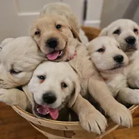 Blue Collar Goldador, a male Golden Retriever and Goldador for sale in Fredonia, NY – Photo 5 of 9