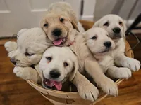 Blue Collar Goldador, a male Goldador for sale in Fredonia, NY – Photo 5 of 9