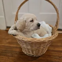Blue Collar Goldador, a male Golden Retriever and Goldador for sale in Fredonia, NY – Photo 2 of 9