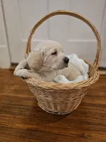 Blue Collar Goldador, a male Goldador for sale in Fredonia, NY – Photo 2 of 9