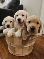 Blue Collar Goldador, a male Goldador for sale in Fredonia, NY – Photo 4 of 9