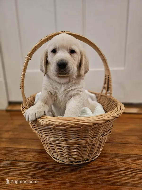 Blue Collar Goldador