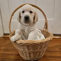 Blue Collar Goldador, a male Golden Retriever and Goldador for sale in Fredonia, NY – Photo 1 of 9