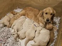 Blue Collar Goldador, a male Goldador for sale in Fredonia, NY – Photo 9 of 9