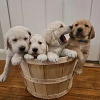 Blue Collar Goldador, a male Golden Retriever and Goldador for sale in Fredonia, NY – Photo 6 of 9