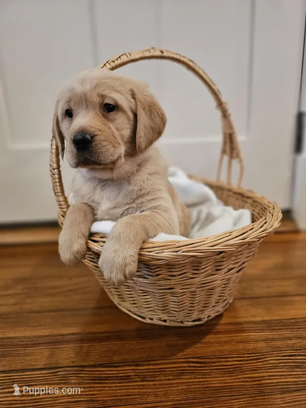 Pink Collar Goldador