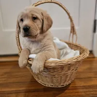 Pink Collar Goldador, a female Goldador for sale in Fredonia, NY – Photo 1 of 9