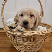 Pink Collar Goldador, a female Goldador for sale in Fredonia, NY – Photo 2 of 9