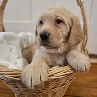 Pink Collar Goldador, a female Goldador for sale in Fredonia, NY – Photo 3 of 9