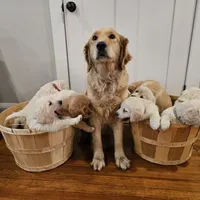 Pink Collar Goldador, a female Goldador for sale in Fredonia, NY – Photo 7 of 9
