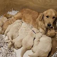 Green Collar Goldador, a male Golden Retriever and Labrador Retriever for sale in Fredonia, NY – Photo 8 of 8