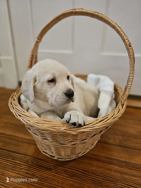 Green Collar Goldador