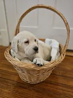 Green Collar Goldador, a male Goldador for sale in Fredonia, NY – Photo 1 of 8