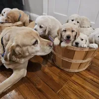 Green Collar Goldador, a male Golden Retriever and Labrador Retriever for sale in Fredonia, NY – Photo 7 of 8