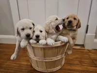 Green Collar Goldador, a male Goldador for sale in Fredonia, NY – Photo 4 of 8