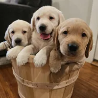 Purple Collar Goldador , a female Golden Retriever and Labrador Retriever for sale in Fredonia, NY – Photo 4 of 9