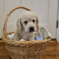Purple Collar Goldador , a female Golden Retriever and Labrador Retriever for sale in Fredonia, NY – Photo 3 of 9