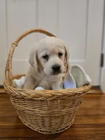 Purple Collar Goldador , a female Goldador for sale in Fredonia, NY – Photo 3 of 9