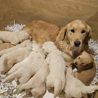Purple Collar Goldador , a female Golden Retriever and Labrador Retriever for sale in Fredonia, NY – Photo 9 of 9