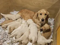 Purple Collar Goldador , a female Goldador for sale in Fredonia, NY – Photo 9 of 9