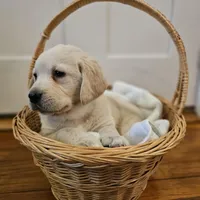 Purple Collar Goldador , a female Golden Retriever and Labrador Retriever for sale in Fredonia, NY – Photo 2 of 9