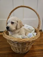 Purple Collar Goldador , a female Goldador for sale in Fredonia, NY – Photo 2 of 9