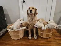 Purple Collar Goldador , a female Goldador for sale in Fredonia, NY – Photo 7 of 9