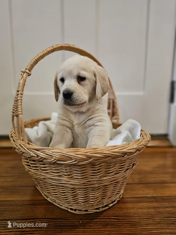 Purple Collar Goldador 