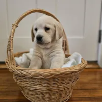 Purple Collar Goldador , a female Golden Retriever and Labrador Retriever for sale in Fredonia, NY – Photo 1 of 9